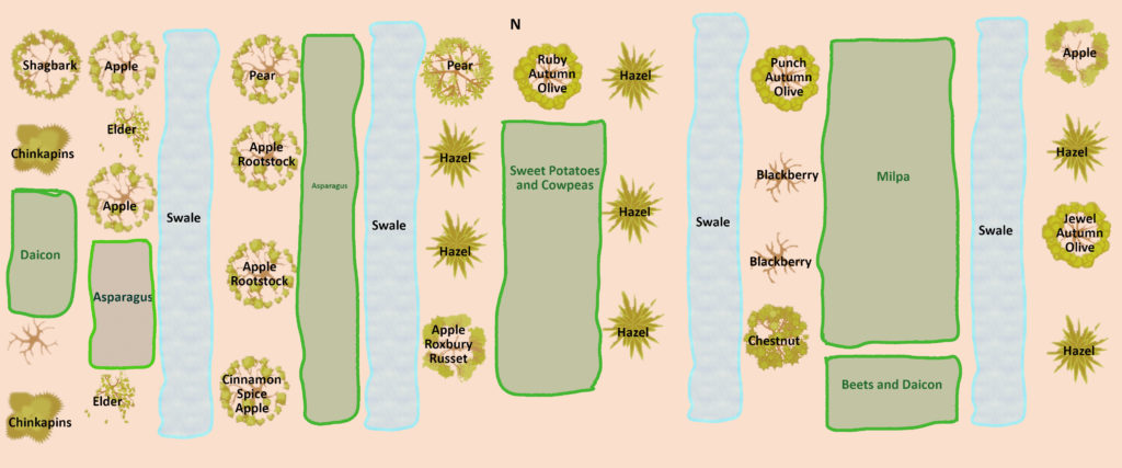 permaculture orchard design