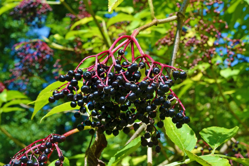 elderberry cuttings