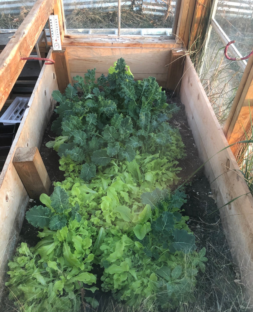 greenhouse from recycled windows